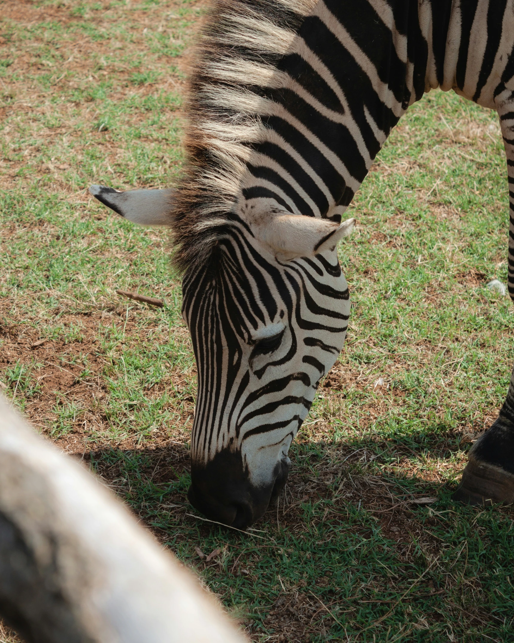 a ze grazing in a grass field next to a tree