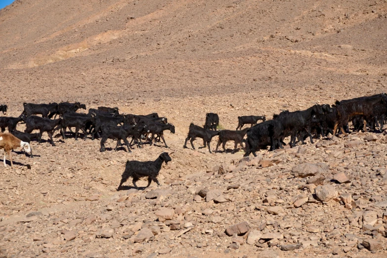 several cows are in the rocky desert near rocks