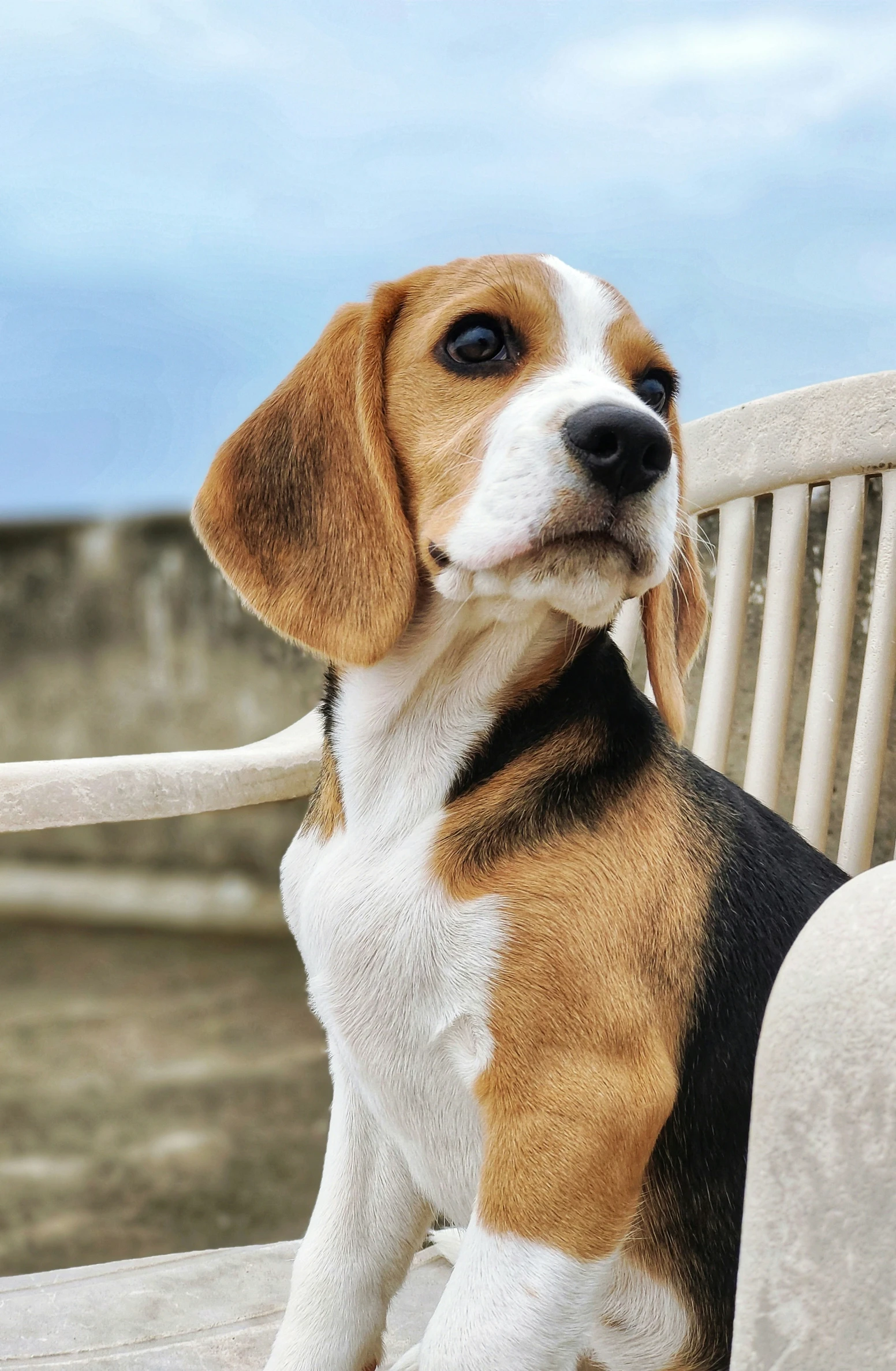 a beagle is sitting on a bench looking at soing