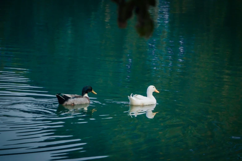 two ducks are swimming in the water