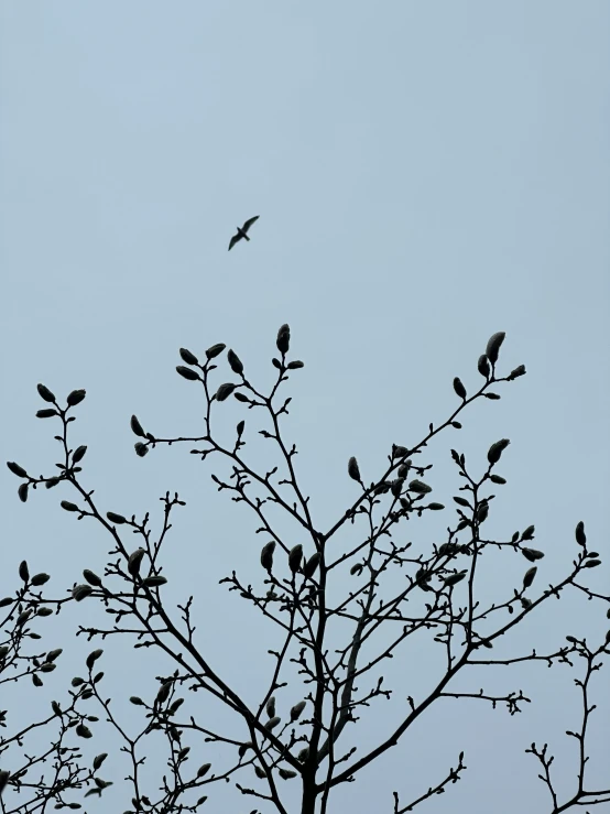 there are many birds perched in the bare tree