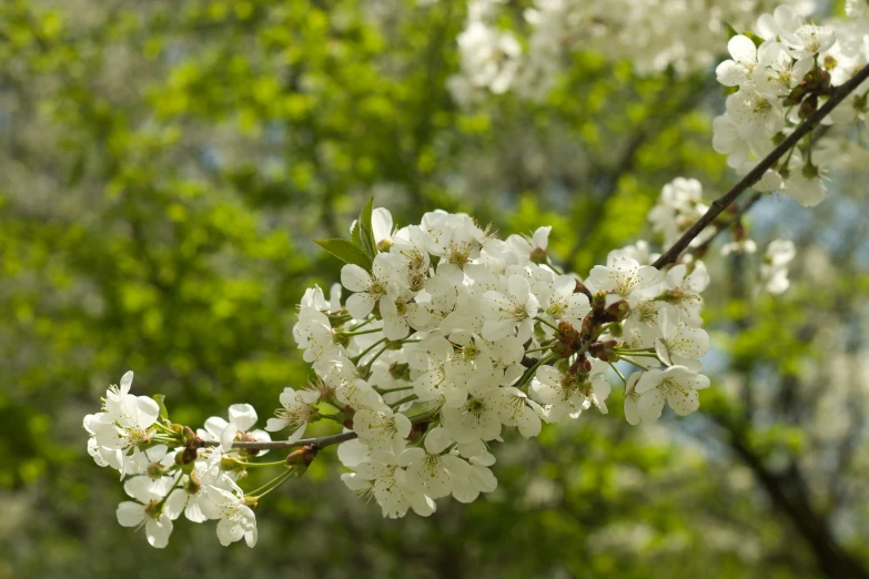 a close up view of some white flowers