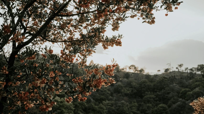 a tree with some pink flowers hanging on it