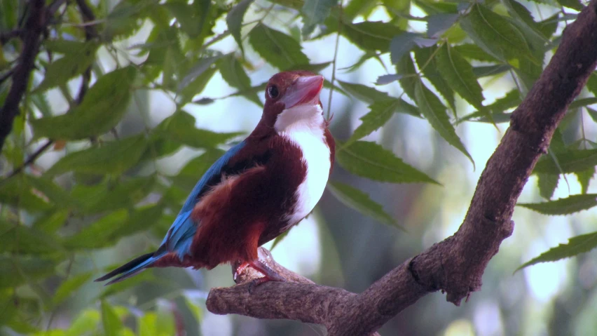 blue and white bird on nch of tree looking to left