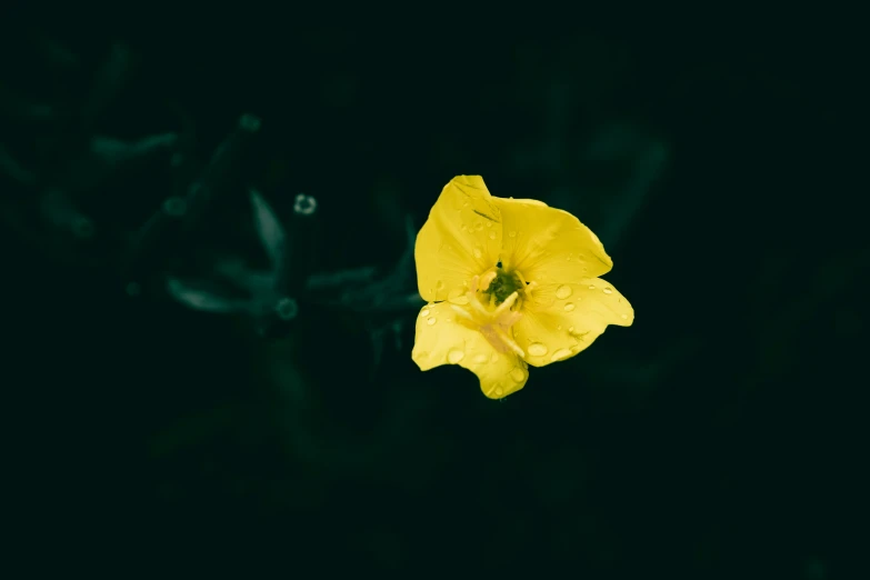 a yellow flower is pictured with dew on it