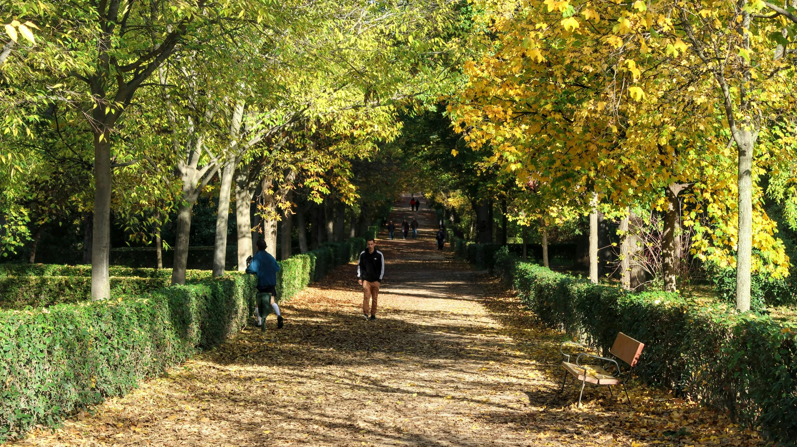 a couple of people walking down a tree lined road