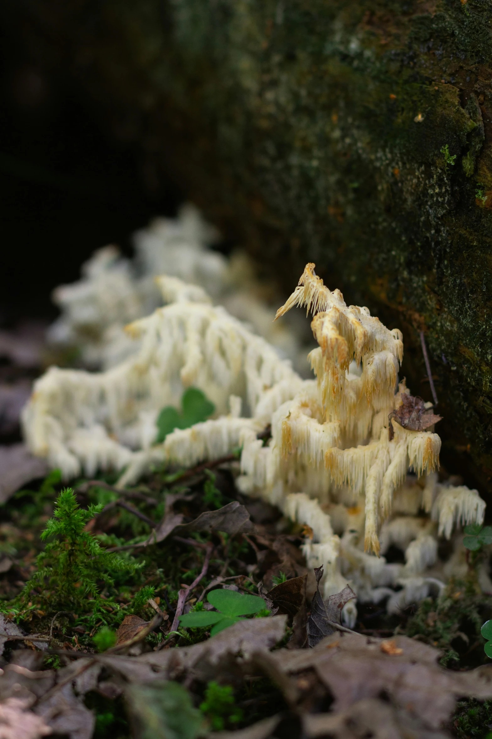 a closeup view of white fungus on the forest floor