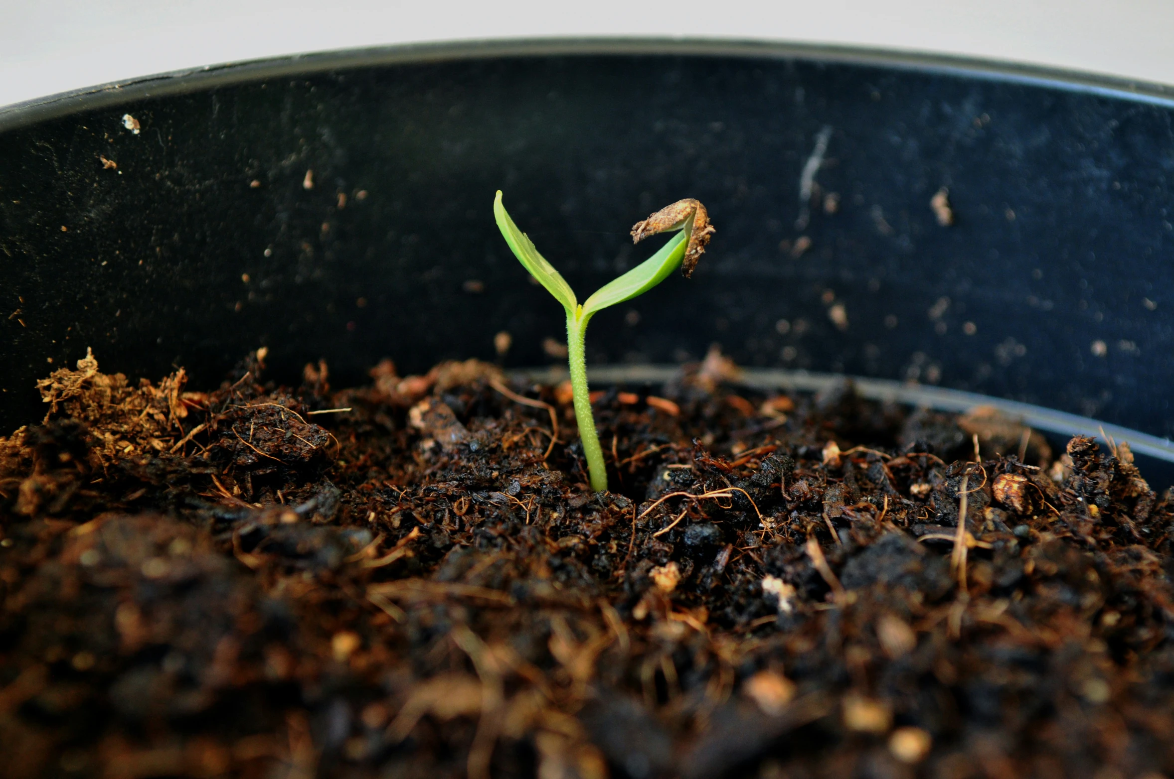 a plant that is in the dirt and sprouts