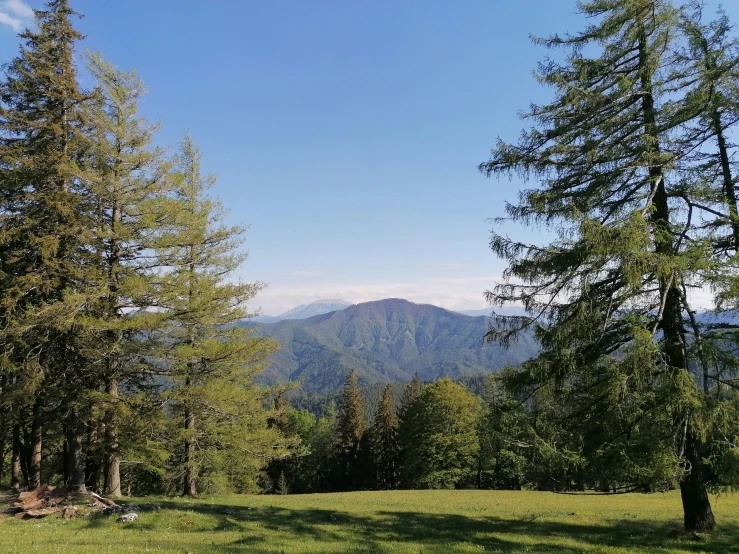 a group of trees with the mountain in the background