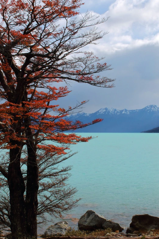 a lone white bench sits in front of a tree with the mountains behind it