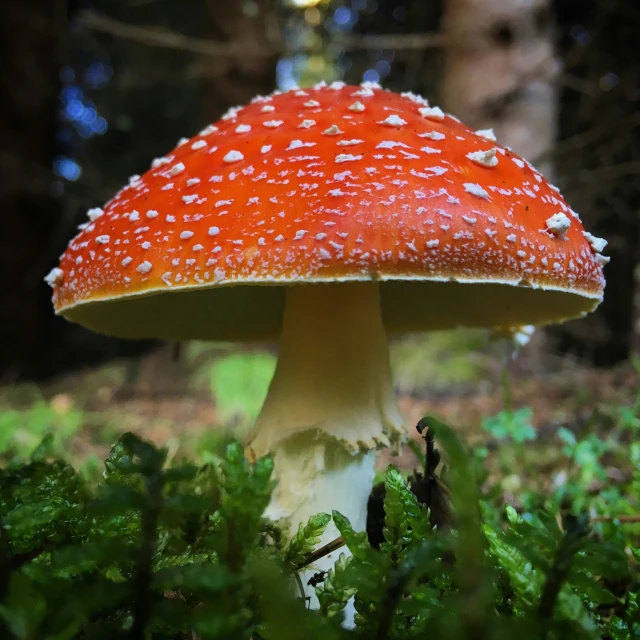 a large mushroom grows in some very green grass