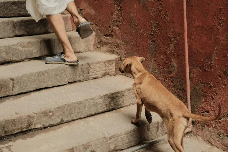 a dog looks up at someone walking down some stairs