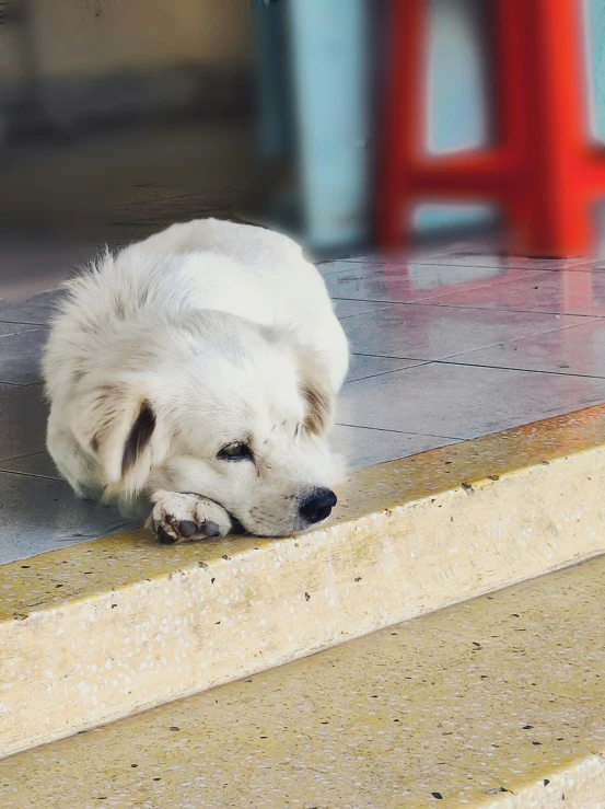 a white dog laying on the cement steps
