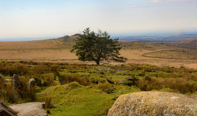 an open field with a tree on it