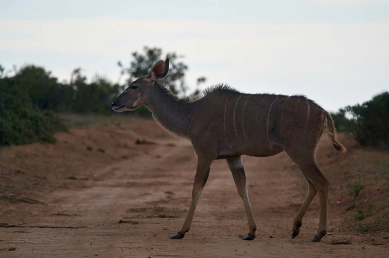 an antelope walking in the middle of the road