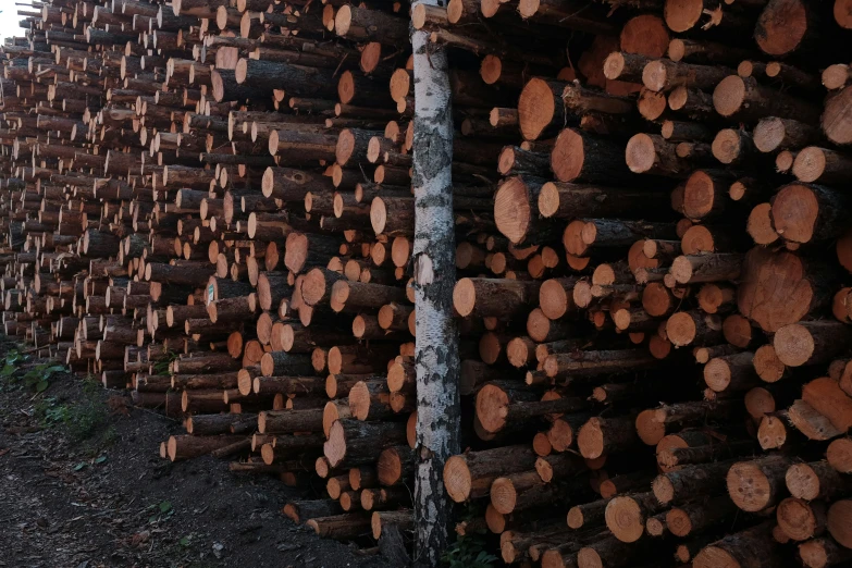 an image of a large pile of wood