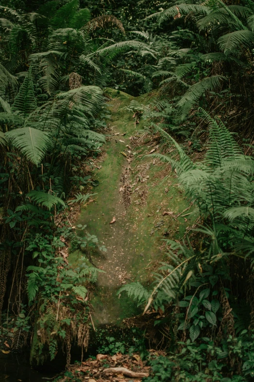 a path through the middle of a forest is overgrown with vegetation