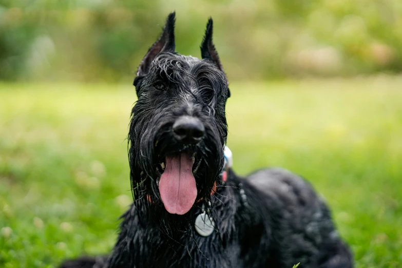 a black dog laying down in a grassy field