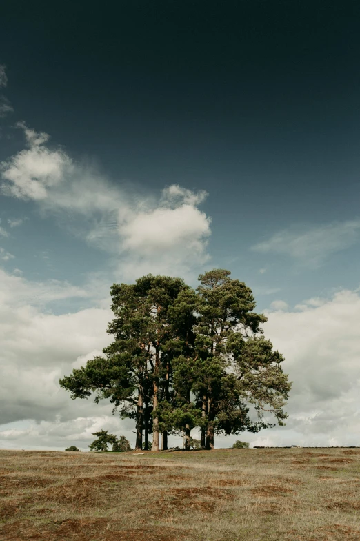 a couple of large trees sitting in a grass field