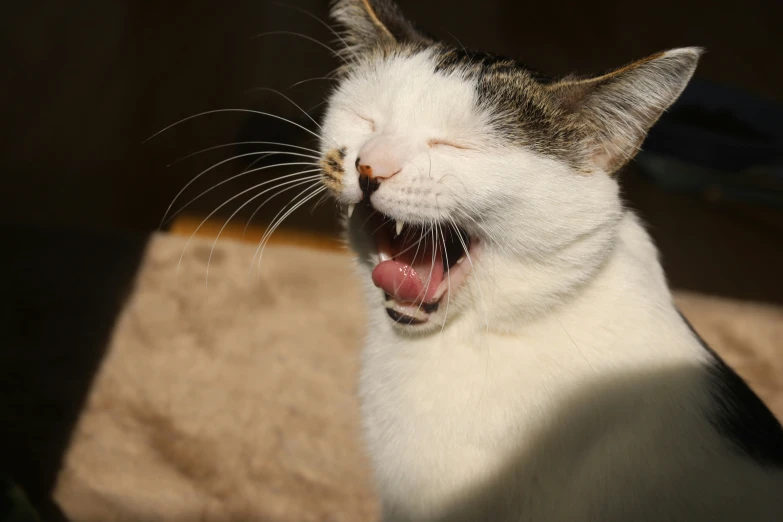 the black and white cat is yawning while making it's eyes open