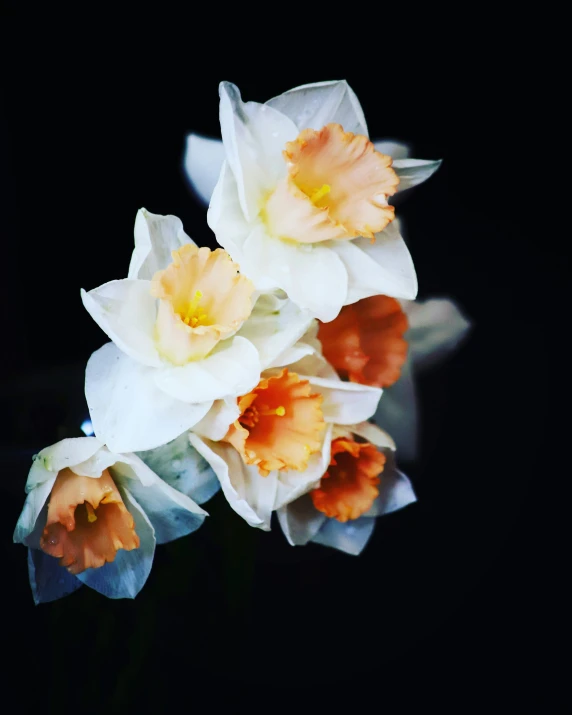 three flowers with some yellow and white petals