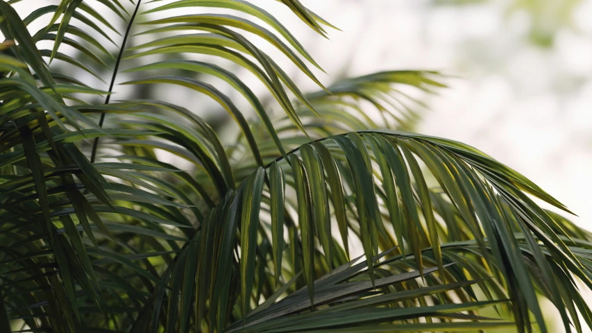 a close - up image of leaves of palm trees