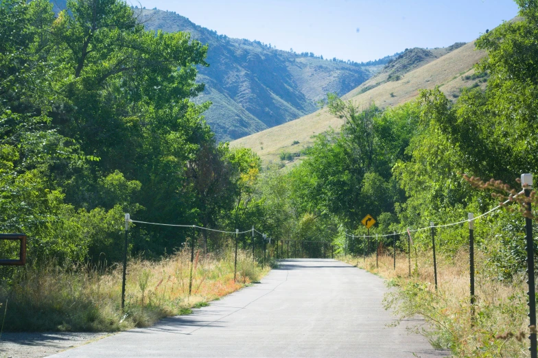 an empty road between tall trees on a mountain side