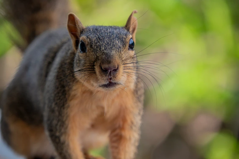 a close up of a small squirrel on a log