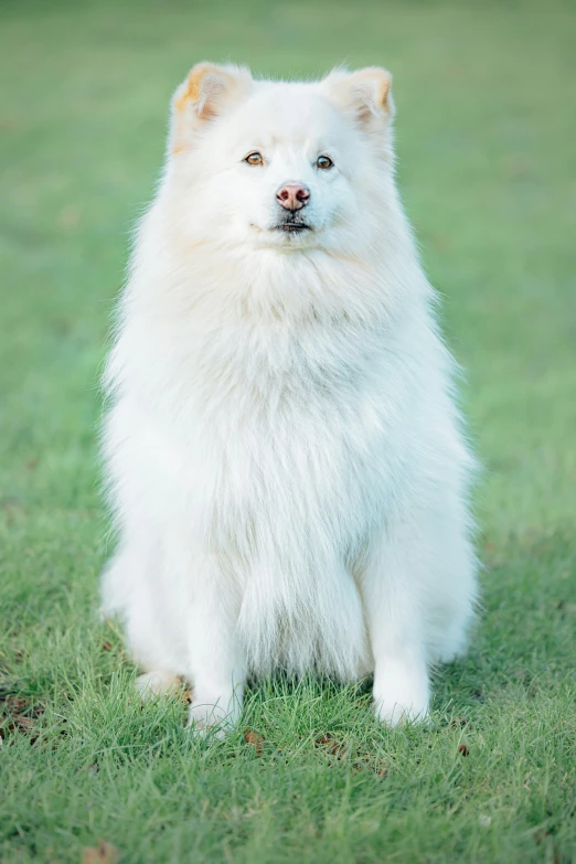 a large white dog sitting on top of a lush green field