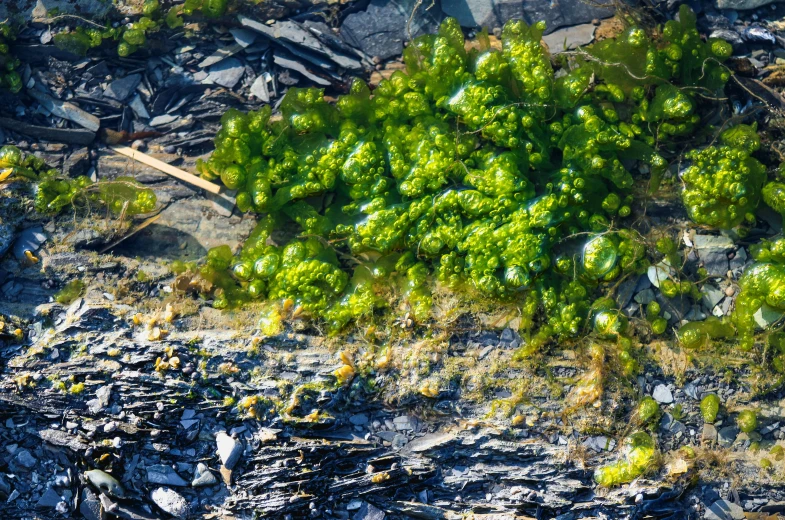 an aerial s of a patch of vegetation on rocks