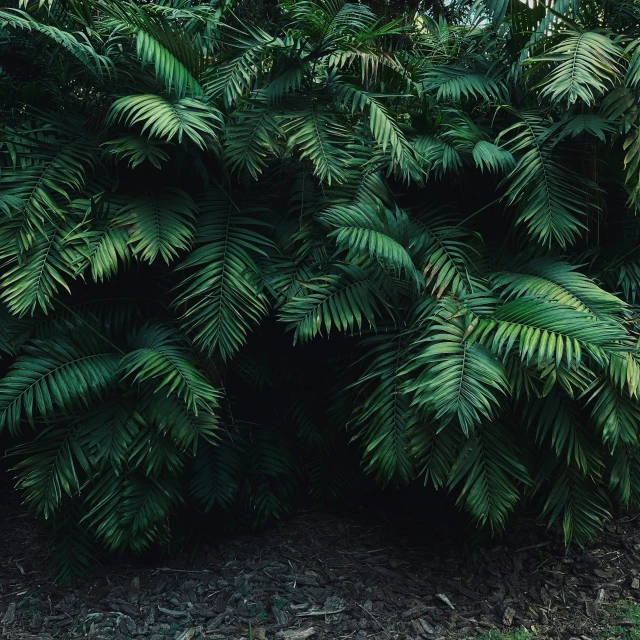 a bush that is next to the road