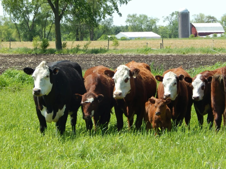 cows with white  are standing in a pasture