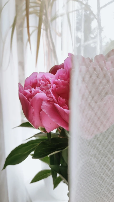 pink flowers are shown in a vase on the windowsill