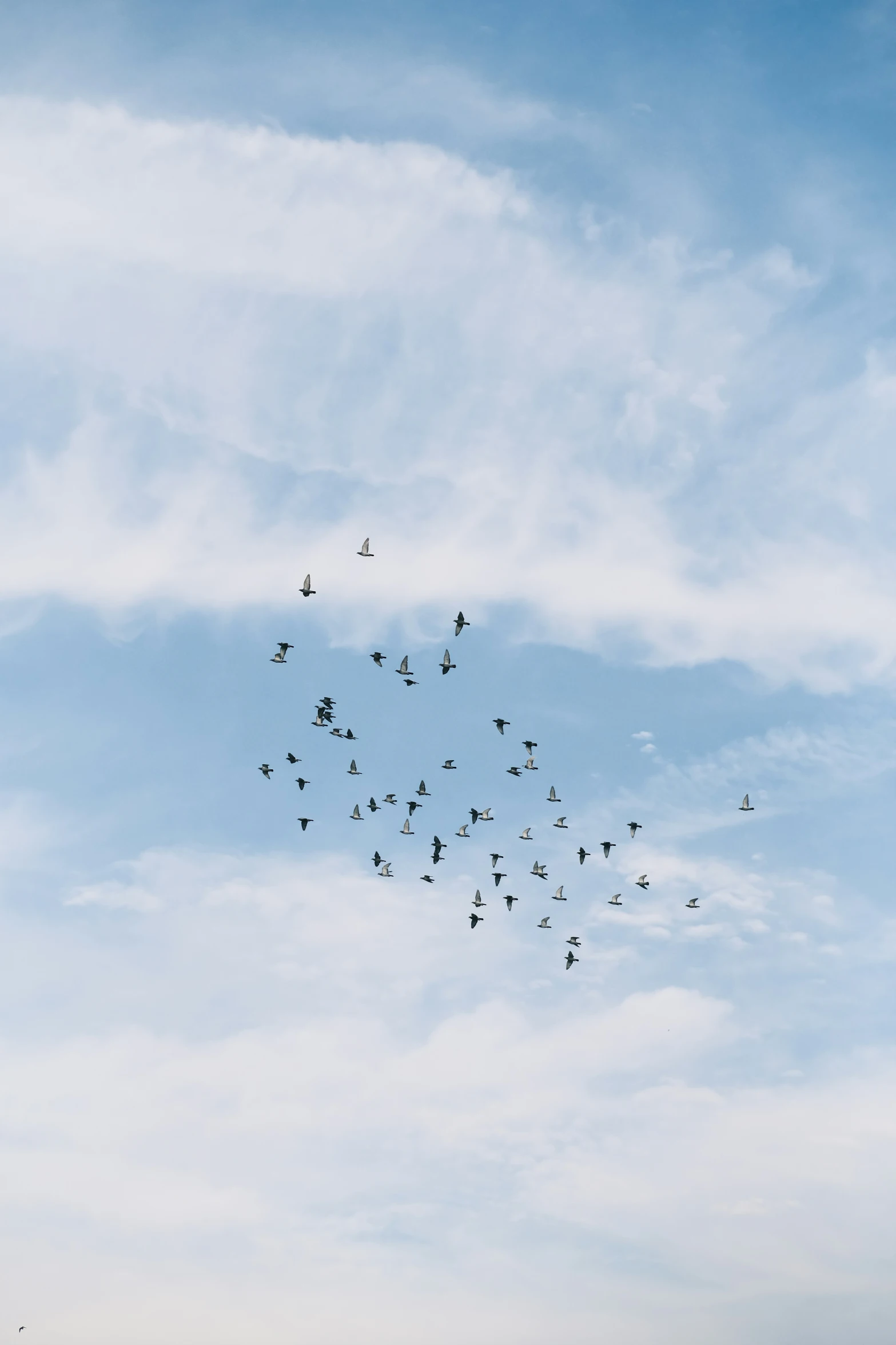 the large flock of birds are flying in formation