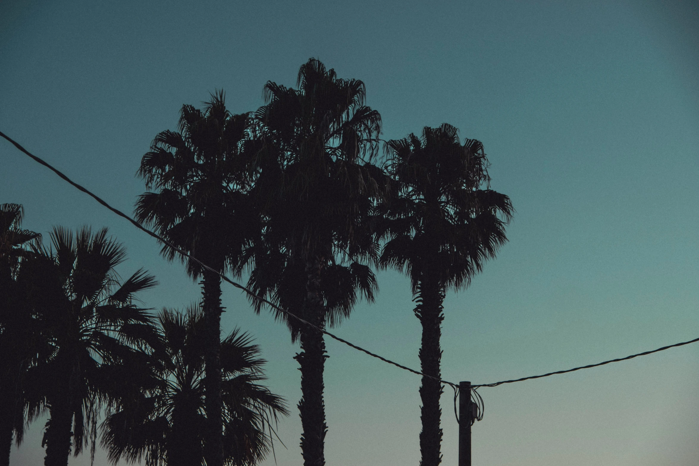 several palm trees in silhouette against a twilight sky