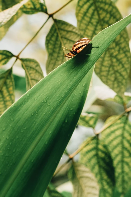 a bug sitting on the leaf of a plant