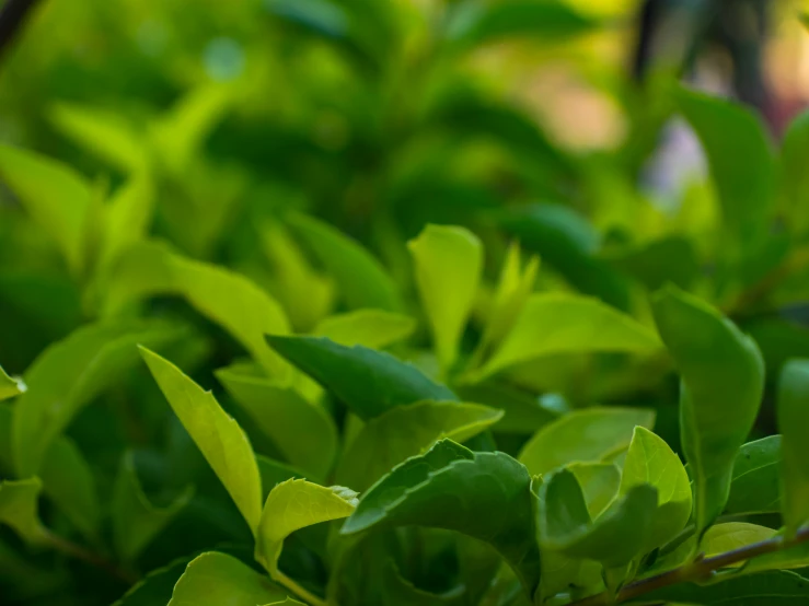 closeup view of a lush green plant