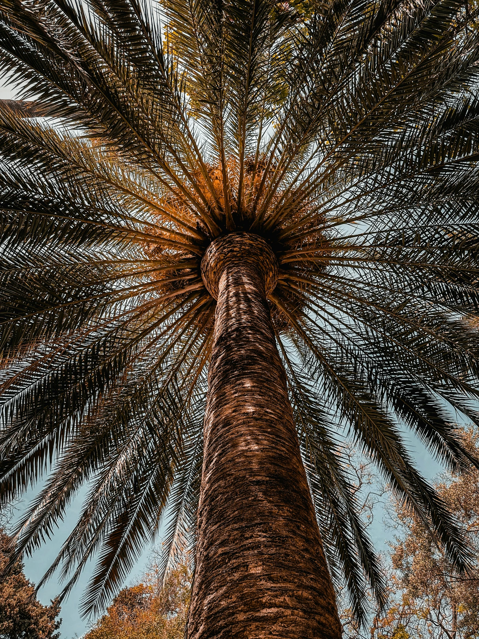 a tall palm tree in the air, looking up