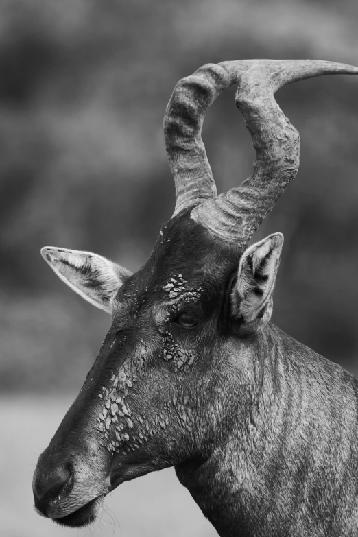 a horned animal in black and white looks to the side