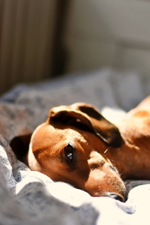 a brown dog is laying down on a bed