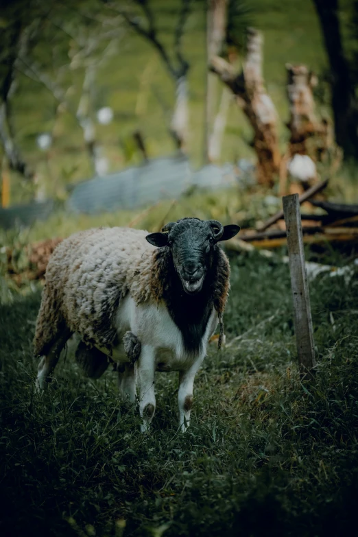 a sheep standing in a grassy area next to a tree