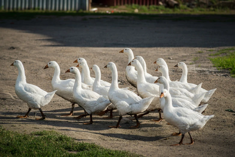 a group of geese walk along a dirt path