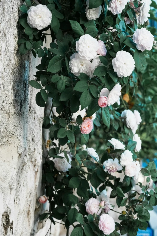 a nch of shrub with several white and pink flowers