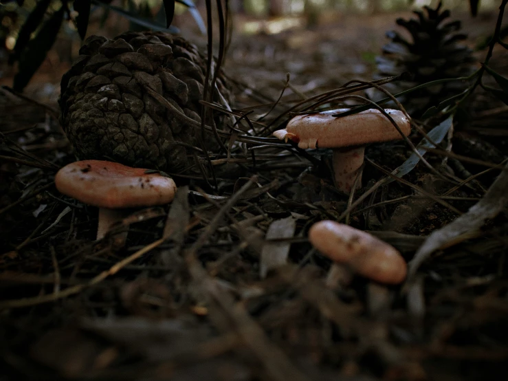 mushrooms and pine cones grow on the ground