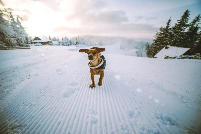 a small dog that is on a snowy hill