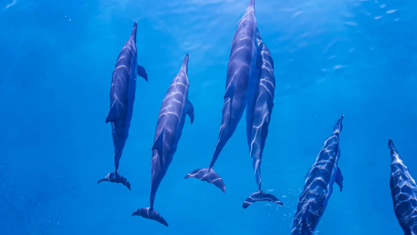 a herd of dolphins swim together in the ocean