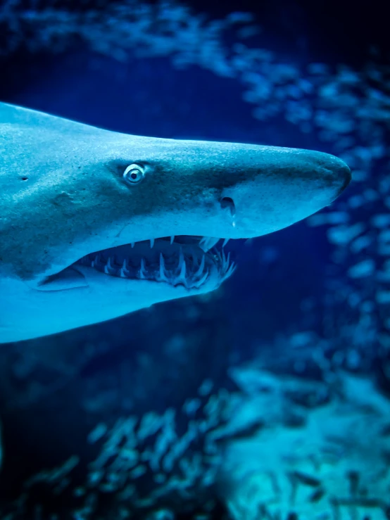 a large shark with it's mouth open is swimming near the ground