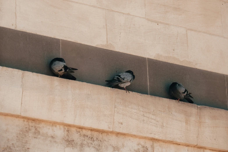 five pigeons perched on the side of a stone building