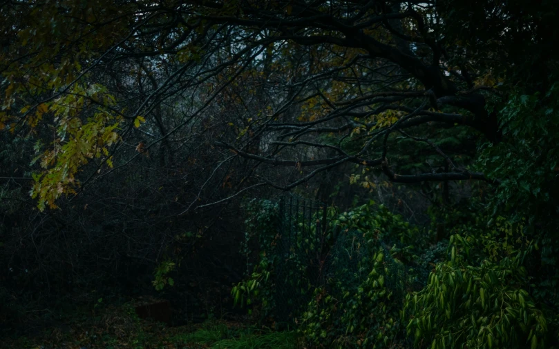 a trail going through a forest lined with trees