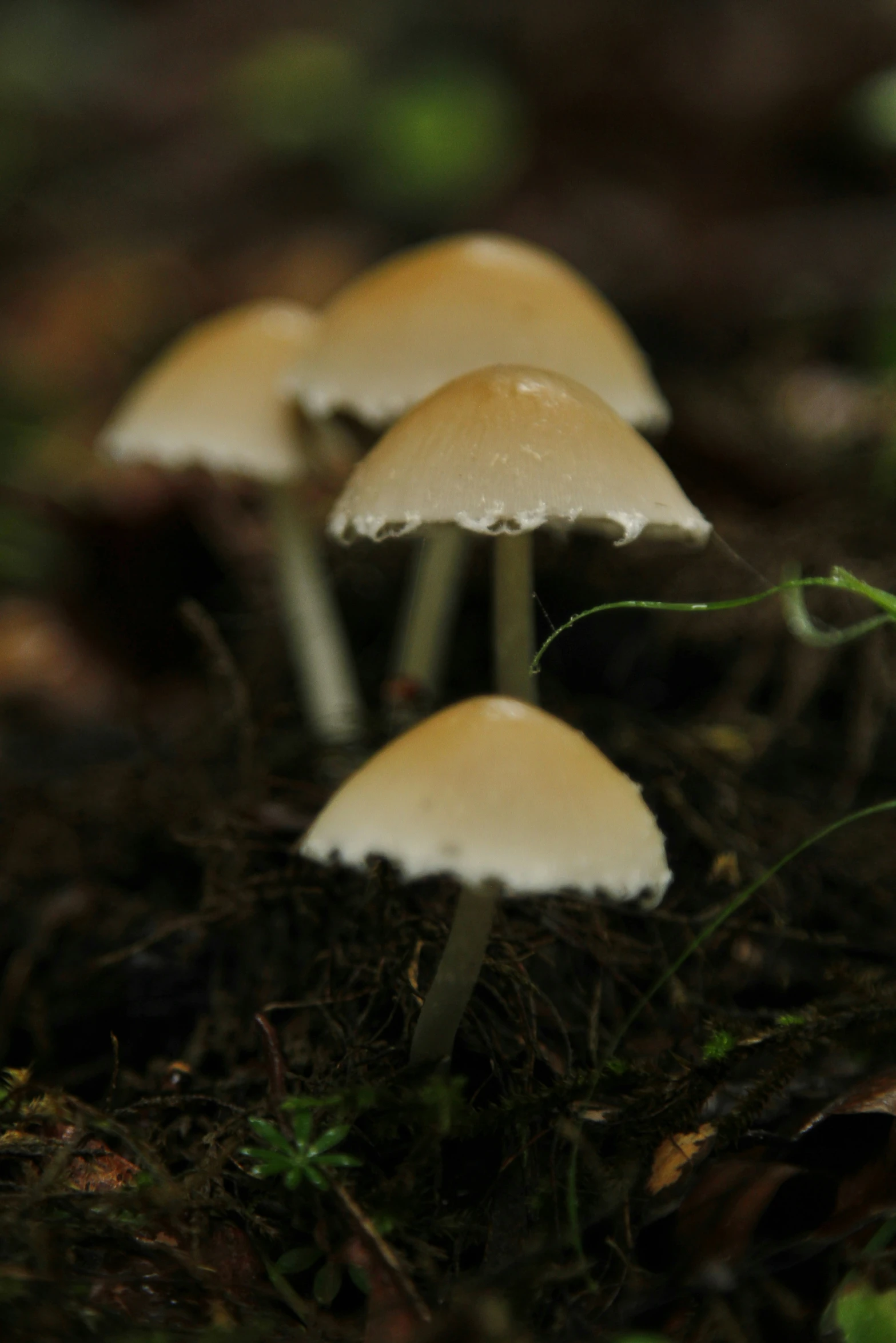 four mushrooms are standing out in the moss